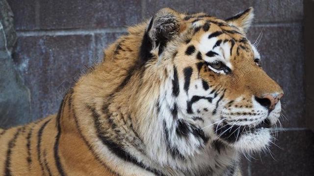 虎 老虎的脸 肖像 猫 动物 脸 大 野生 野生动物