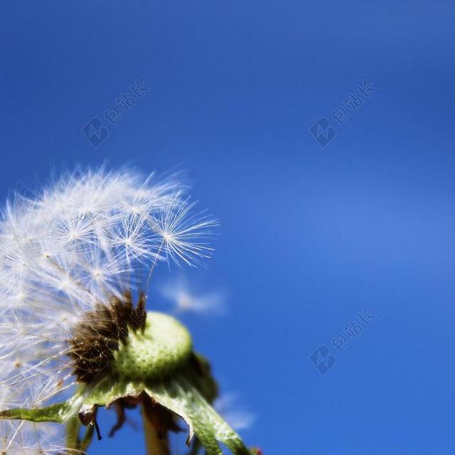 蒲公英 指出花 花 种子 厂 性质 天空 背光 关闭 春天