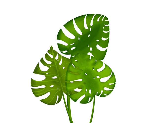 夏天热带植物边框PNG素材