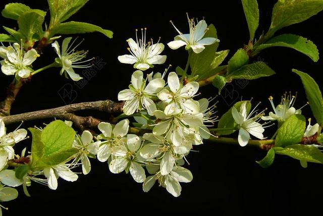 开花枝 开花 春天 梅花 关闭 鲜花 BLüTENMEER