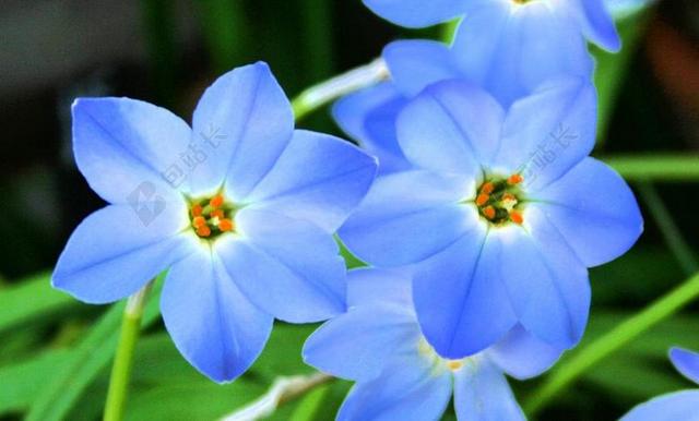 高山的花 蓝色的花 高山 蓝色 自然 花 草甸 夏天 植物