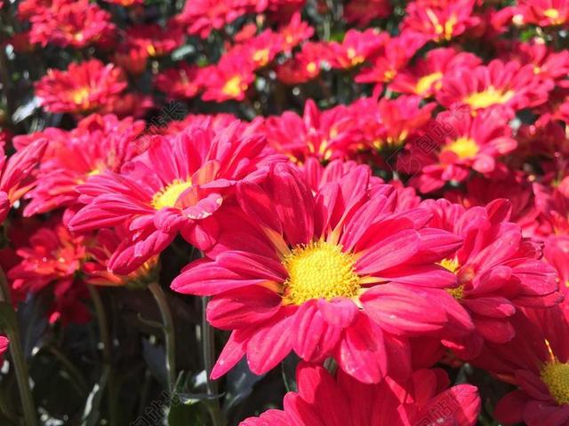 菊花 花朵 红色 粉红色的花瓣