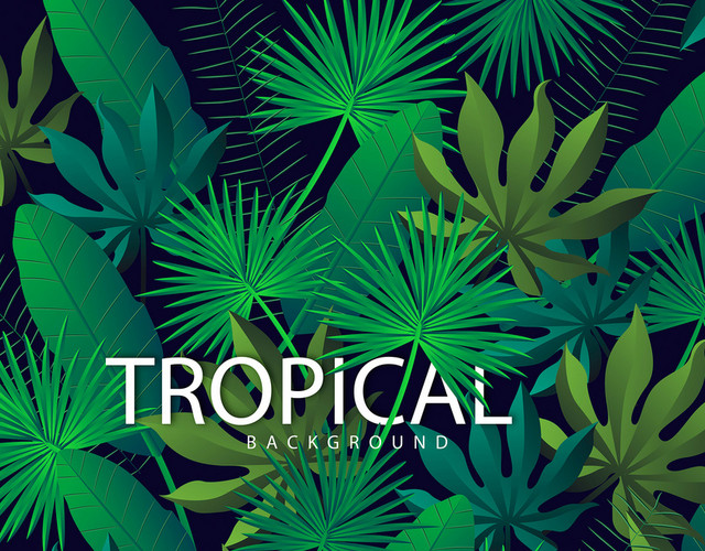 热带夏天植物卡通树叶边框PNG免抠素材