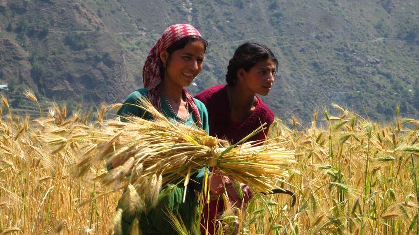 人肖像割麦子的女人背景图片