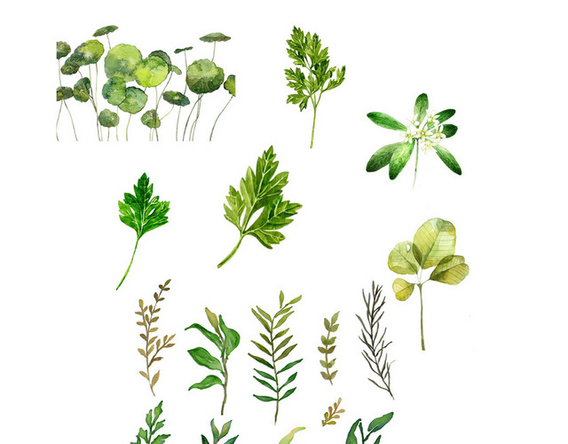 树叶绿色热带植物装饰小清新免抠素材