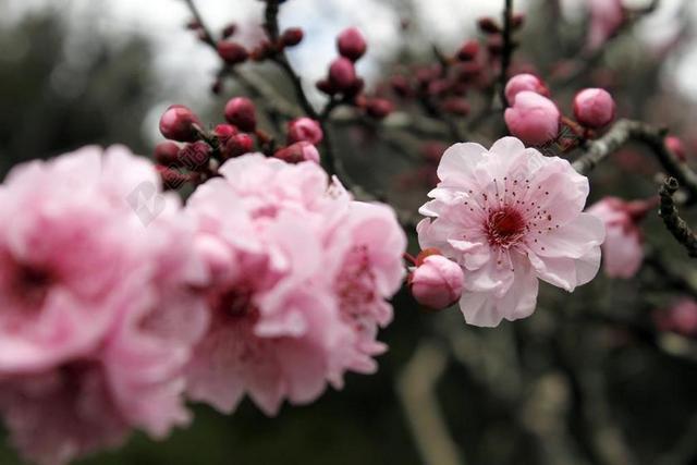 樱花 日本樱花树 花 树 粉红色 观赏樱花 盛开 春 自然