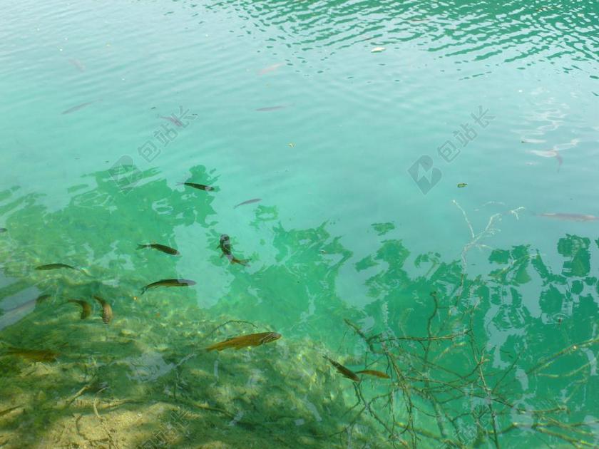 鱼 湖 自然 蓝色 绿色 淡水 水平 夏天 透过观看 透明