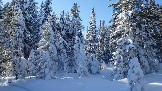 冬季 漫漫 霜 冷 弗罗斯特 雪 西伯利亚 分支 森林