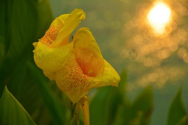 美人蕉 花 兰花 黄色 自然 花瓣 植物 颜色 盛开 热带