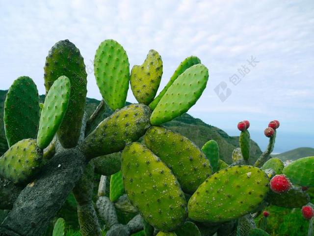 仙人球 仙人掌 多肉植物 成员 无花果 性质 绿色 带动