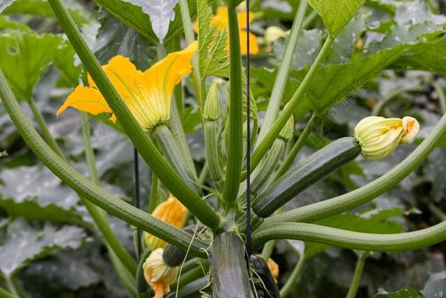 夏南瓜 蔬菜 西葫芦 花 培养 铆合 温室 小胡瓜 节瓜花