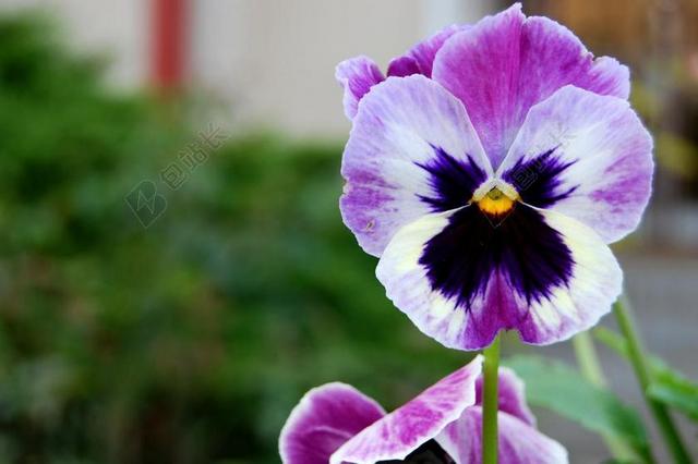 三色堇 花 春天