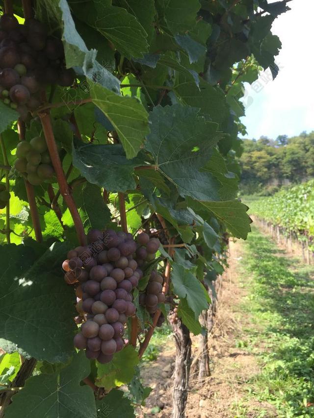 葡萄 酒 葡萄酒 葡萄园 字段 葡萄酒酿造 夏季 收获
