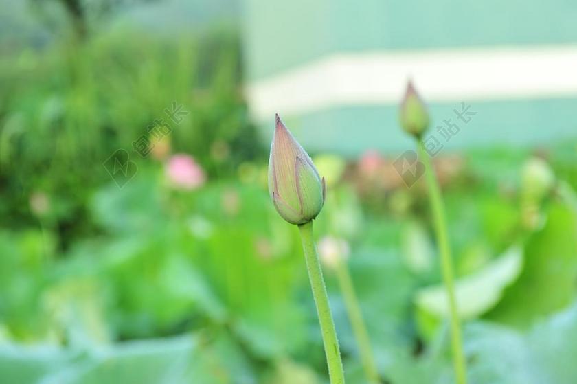 花苞 莲子 莲花 雅 意境 荷叶 荷花 花朵 荷池 清新