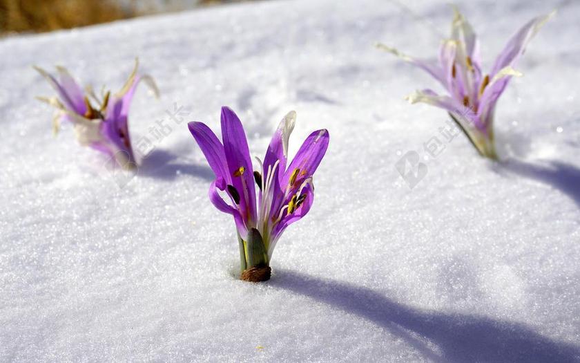 冬花 雪 植物学 开花 性质