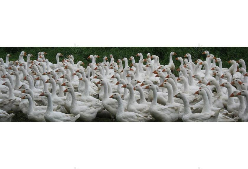 鹅 农场 家禽 动物 南斯拉夫联盟共和国 节日食品 假日烤