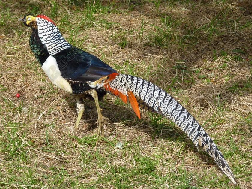 钻石雉鸡 雉鸡 鸟 羽毛 光滑的脚鸡