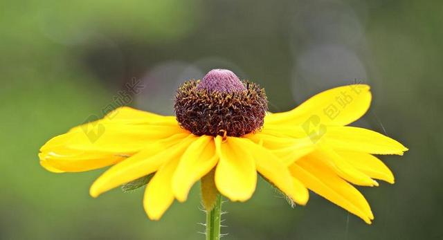 花园唯美孙酿造花背景图片
