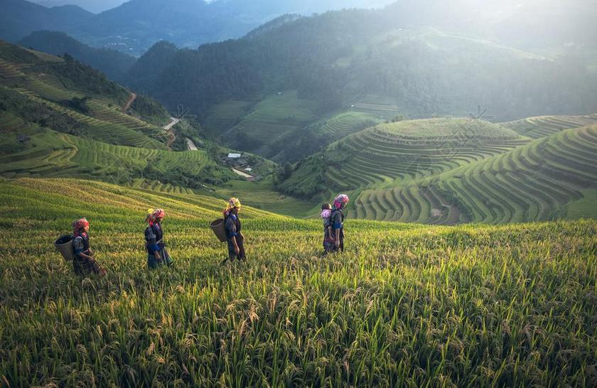 旅游自然柬埔寨农场背景图片
