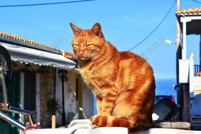猫 睡着了 睡眠中的动物 猫在阳光下 船 希腊 在海边的猫