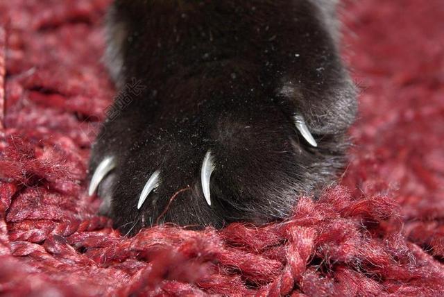 猫 爪 猫的爪子 爪子 宠物 爪子印 MIEZE 国内的猫