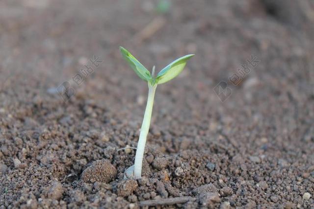 植物 萌芽 双子叶植物 生活 成长 幼苗 年轻 土壤 污垢