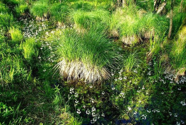 森林  春天 过独身生活 水生植物 草 鲜花 性质