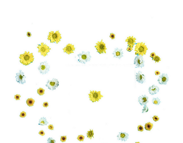 小雏菊菊花鲜花浪漫芬芳PNG素材