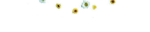 小雏菊菊花鲜花浪漫芬芳PNG素材