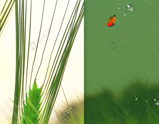 绿色清新二十四节气稻穗水滴蝴蝶芒种海报背景