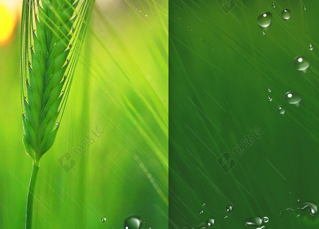 绿色清新二十四节气稻穗水滴蝴蝶芒种海报背景
