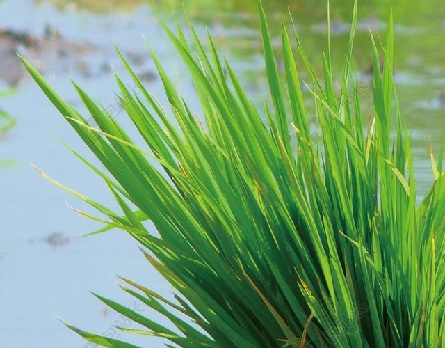 清新稻田二十四节气稻子芒种水海报背景