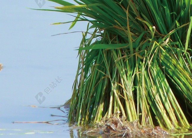 清新稻田二十四节气稻子芒种水海报背景