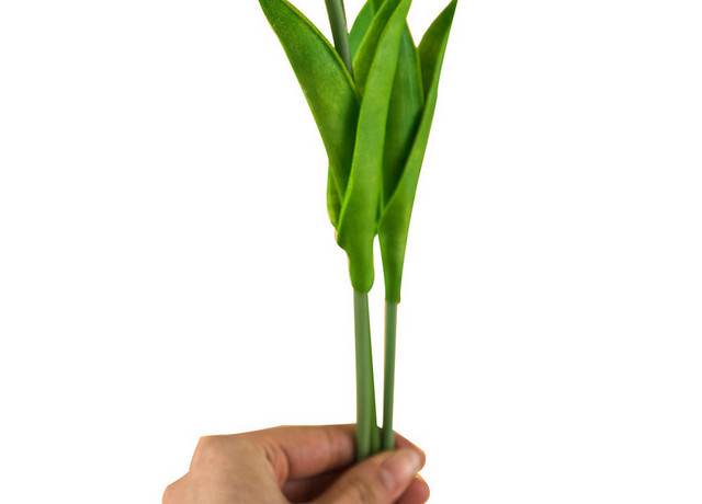 郁金香母亲节鲜花浪漫芬芳PNG素材