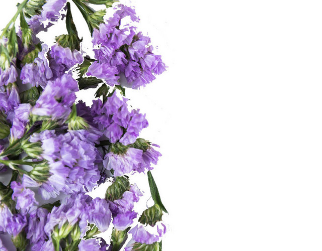 紫色勿忘我鲜花浪漫芬芳情人节PNG素材