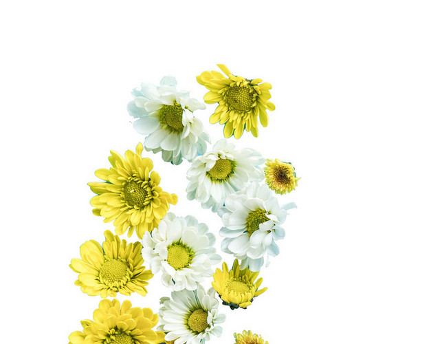 小雏菊菊花鲜花浪漫芬芳PNG素材