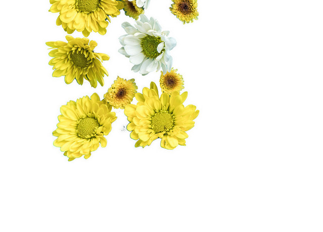 小雏菊菊花鲜花浪漫芬芳PNG素材