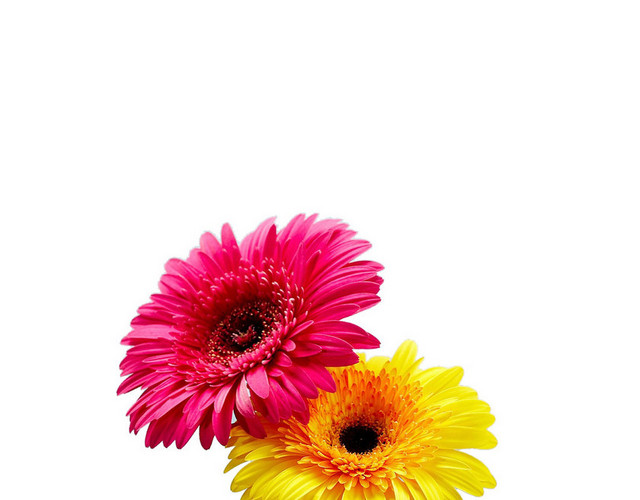 鲜花菊花花语圣洁芬芳节日PNG素材