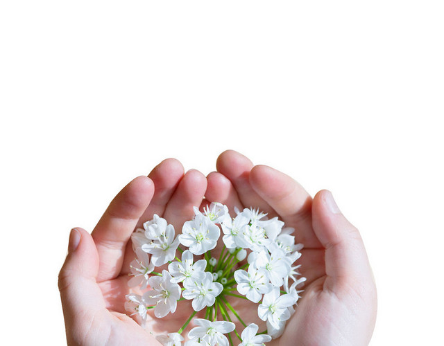 鲜花花语圣洁浪漫芬芳母亲节PNG素材