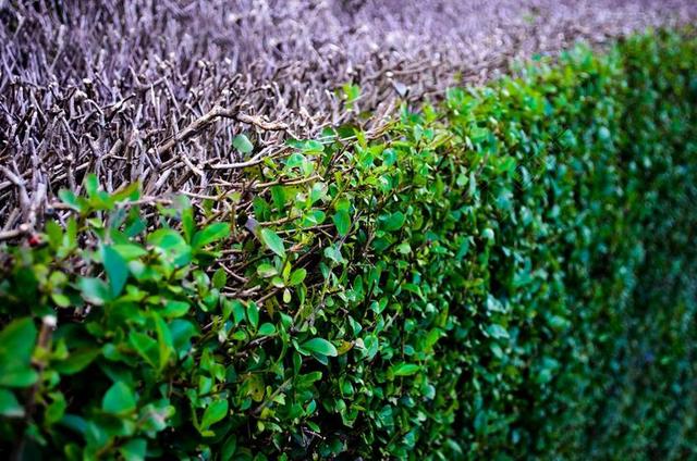 抽象 背景 布什 关闭 生态 环境 篱笆 原野 植物区系