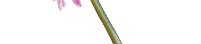 鲜花粉色百合花语浪漫芬芳情人节PNG素材