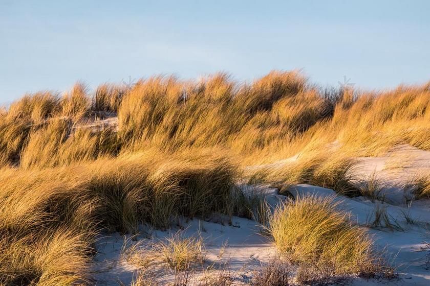 荒漠清新沙丘草背景图片