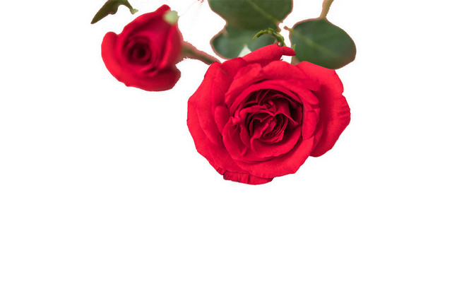 鲜花玫瑰花情人节浪漫芬芳节日PNG素材