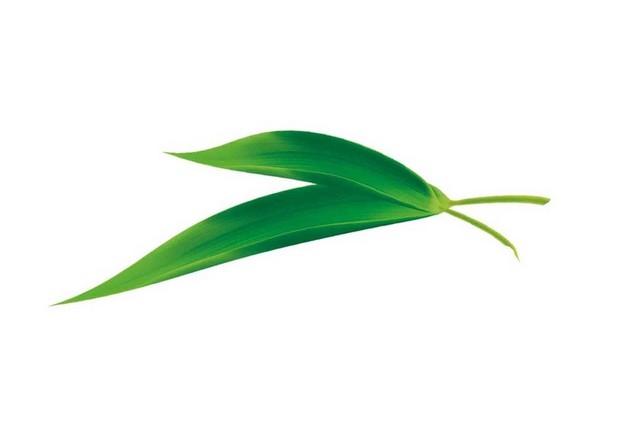 竹子竹叶粽叶端午节素材
