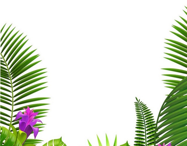 夏天热带植物树叶PNG素材