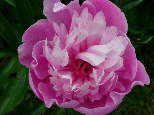 牡丹 粉红色 花园 开花 植物群 关闭 双花 芍药属