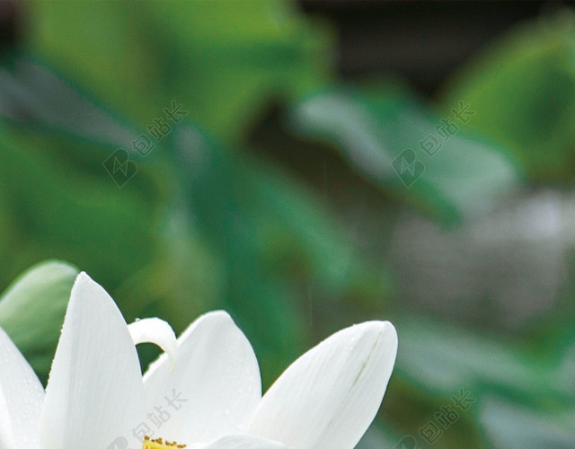 近景实拍荷花二十四节气夏至绿色海报背景