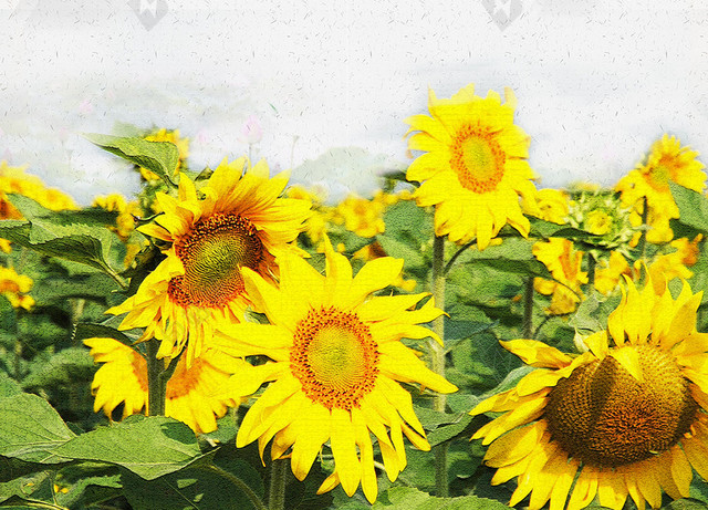 简约向日葵柳树远山二十四节气夏至米色海报背景