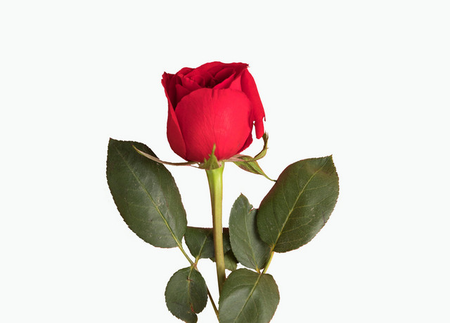 鲜花玫瑰