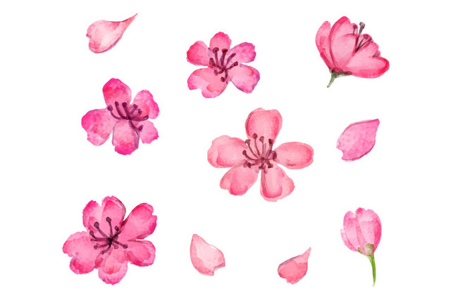 粉色日本樱花花朵花瓣花卉春天PNG元素